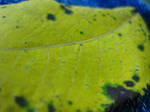 yellow leaf 2 by ElleStock