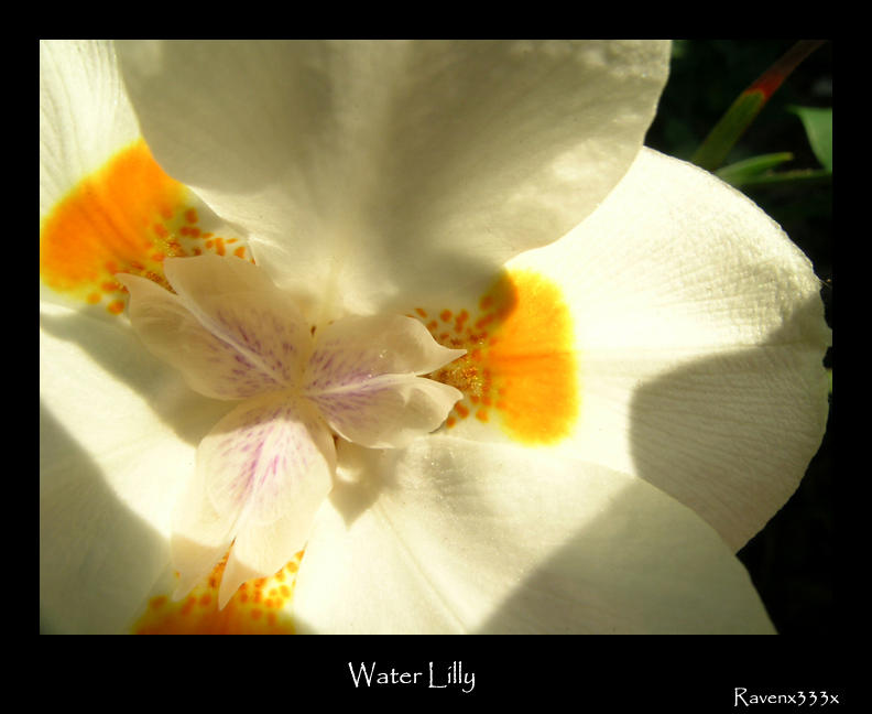 Water Lilly