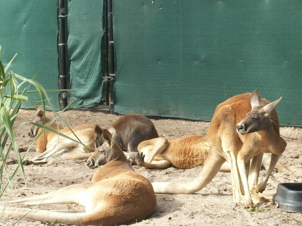 Kangaroos by buckethead12377 on DeviantArt