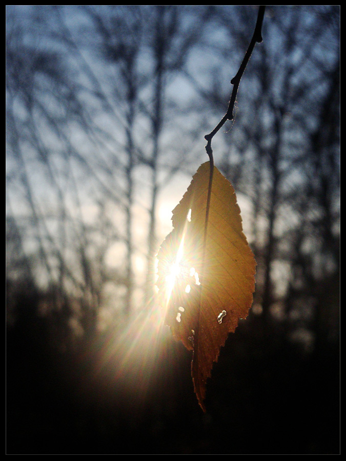 The last leaf 2