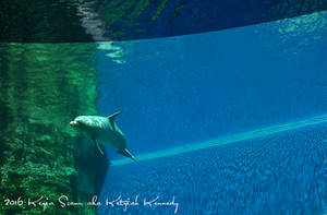 Acquario di Genova - Delfino