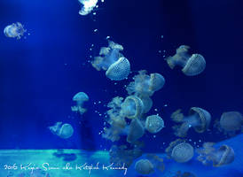 Acquario di Genova - meduse 2