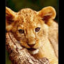 Lion Cub I