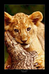 Lion Cub I by jay-peg