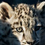 Leopard Look II