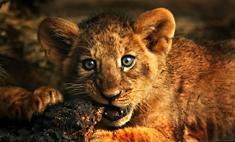 Lion Cub III