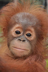 Orphaned Baby Orangutan