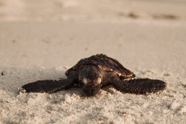 Baby Sea Turtle