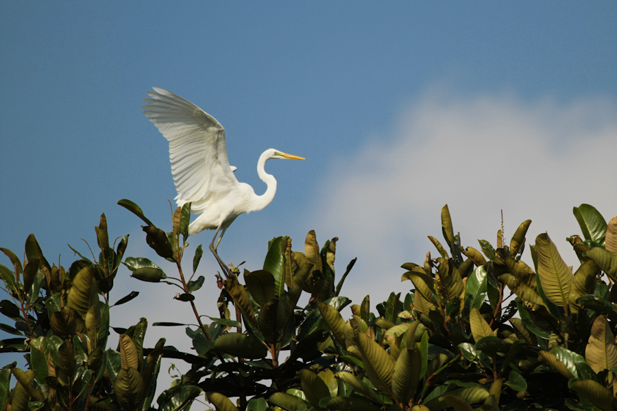 White Heron