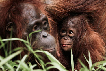 Mother and Baby Orangutan