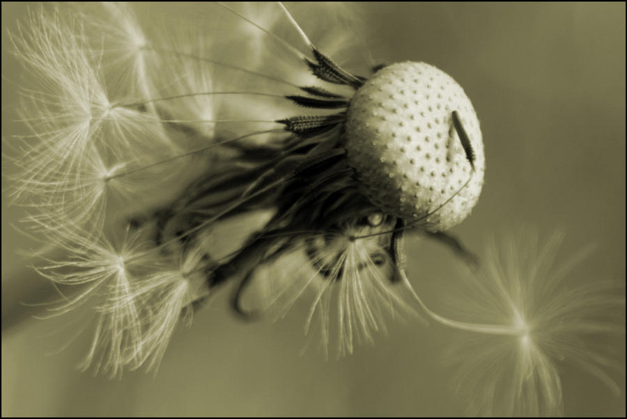 dandelion 1