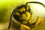 German wasp 3