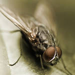 Metallic fly by Moepling