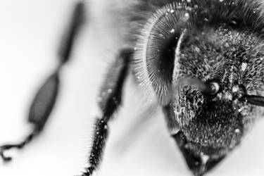 Portrait of a bee II