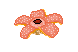 rafflesia