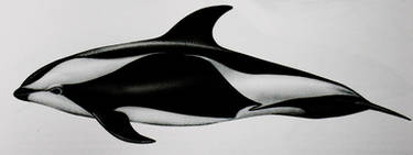 Hourglass dolphin