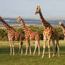Giraffes of the Aberdares
