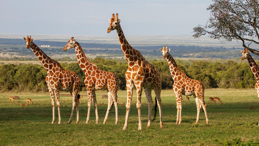 Giraffes of the Aberdares