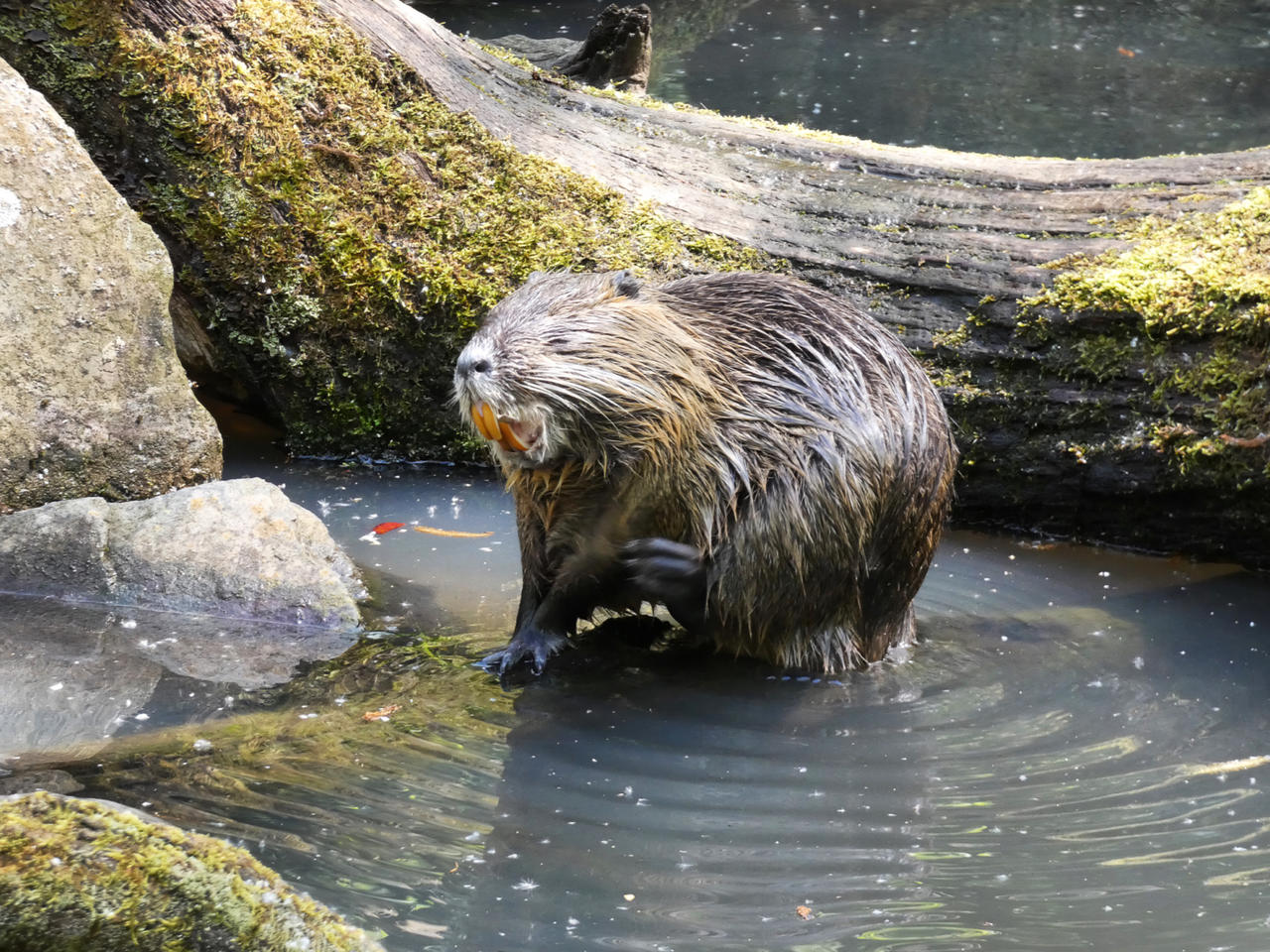 Coypu by clarazenart on DeviantArt