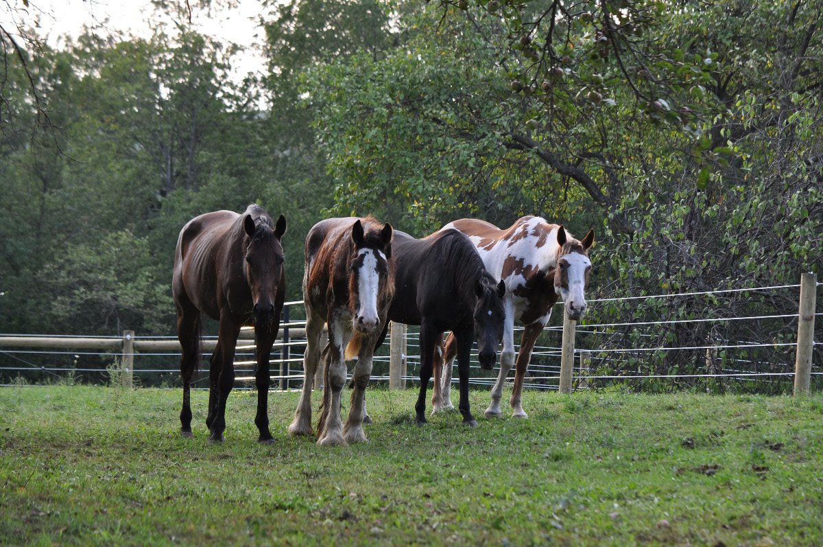 The Gangs all here