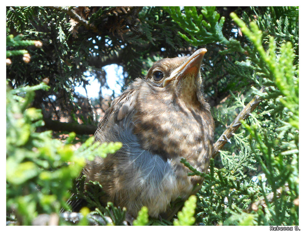 Common Blackbird