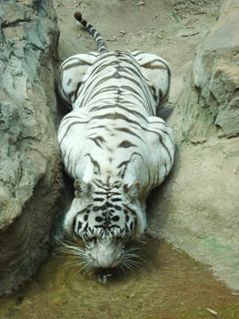 White Tiger