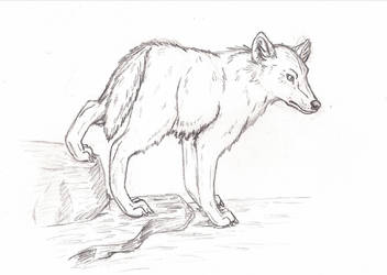 Wolf sketch