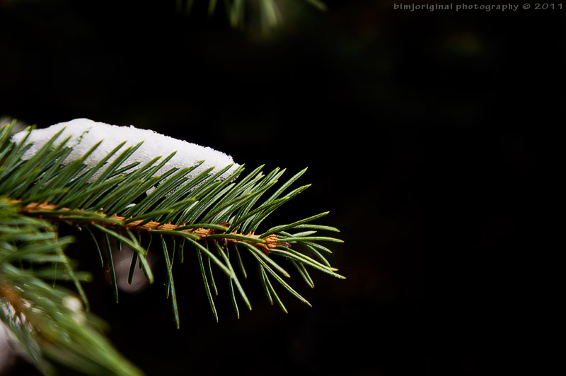 snow in the pine