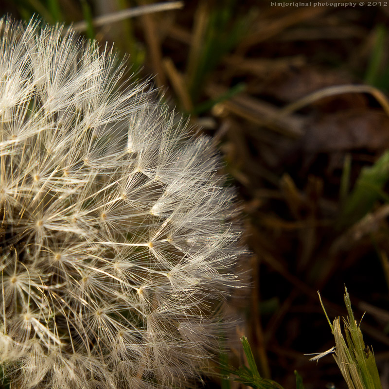 fluffball