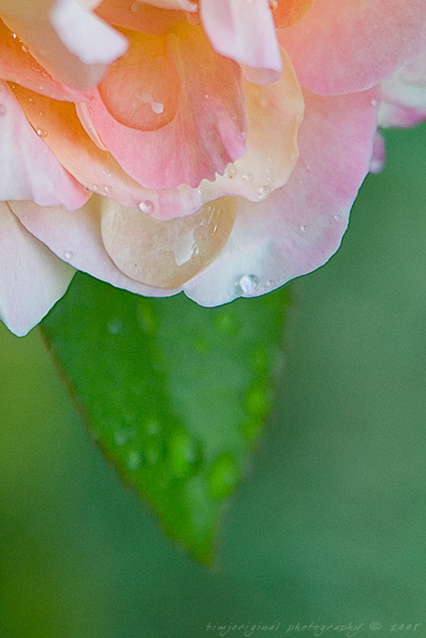 rose drops