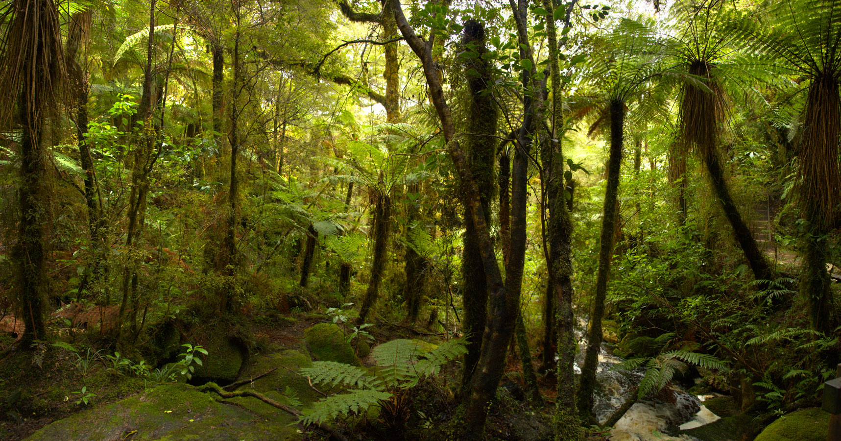 Karamea, Lost forest