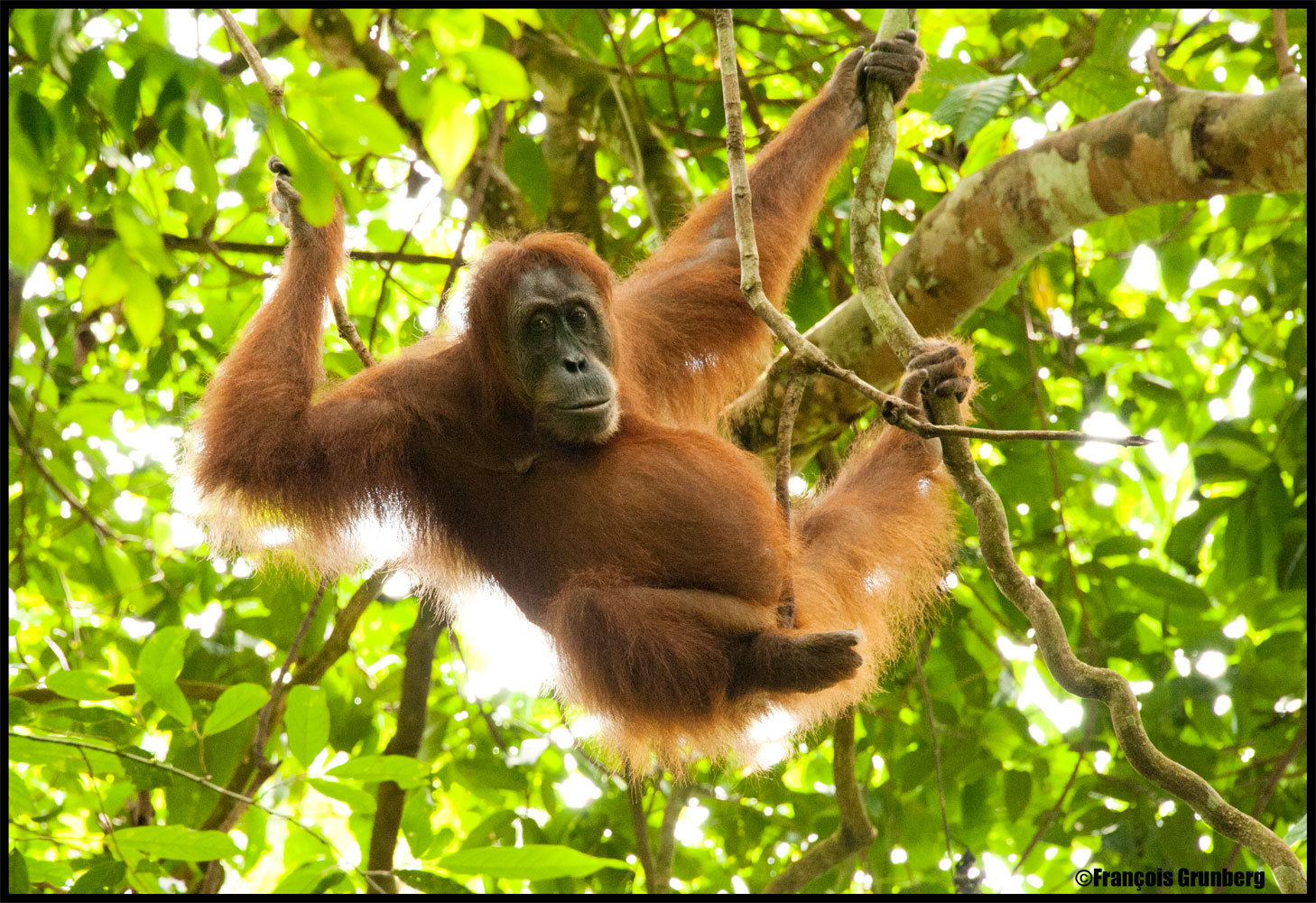 Oran-Outang Bukit Lawang