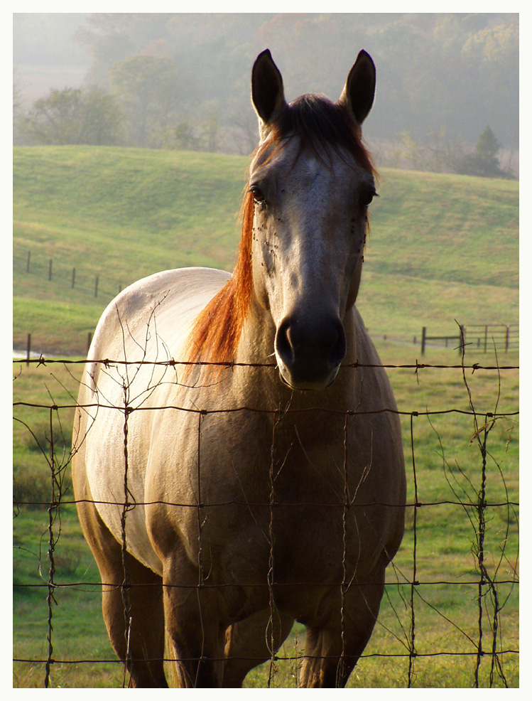 Friendly Horse