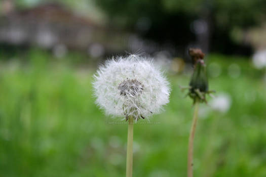 dandelion