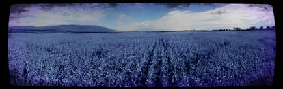 Blue Feilds of Corn