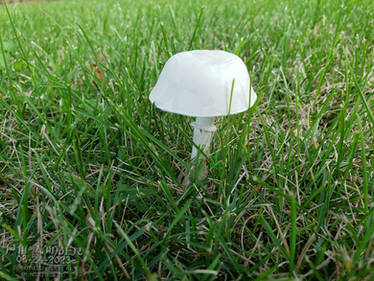 White Mushroom in Summer