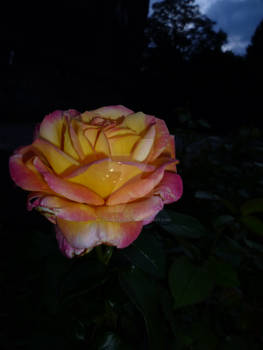 Rose at Twilight