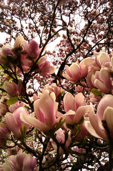 Magnolias