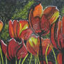 Tulips Aglow