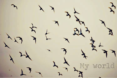 Flock of birds: My world