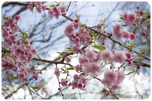 Cherry Blossoms 4