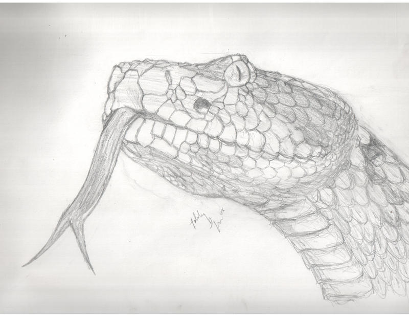 grandcanyon rattlesnake by deadvenom-x on DeviantArt