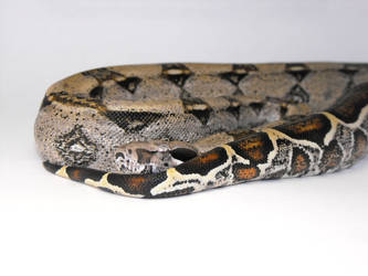 Zyphin-Male Genetic Stripe Boa