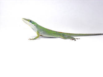 Male Green Anole