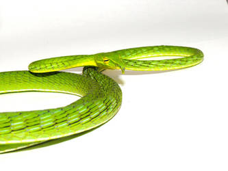 Kazim -  Longnose Vine Snake