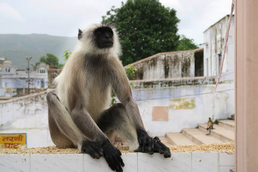 Monkeys in India 2