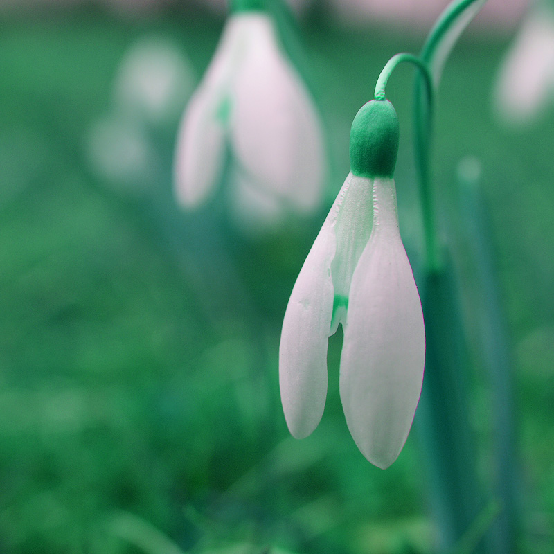 snowdrops