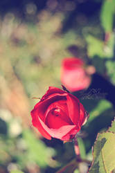 Redrose1