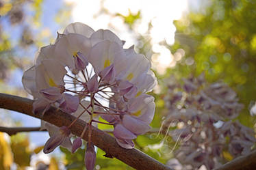 Purple wild flower