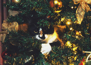 XMAS CAT! by bleu-nuit XMAS CAT! by bleu-nuit